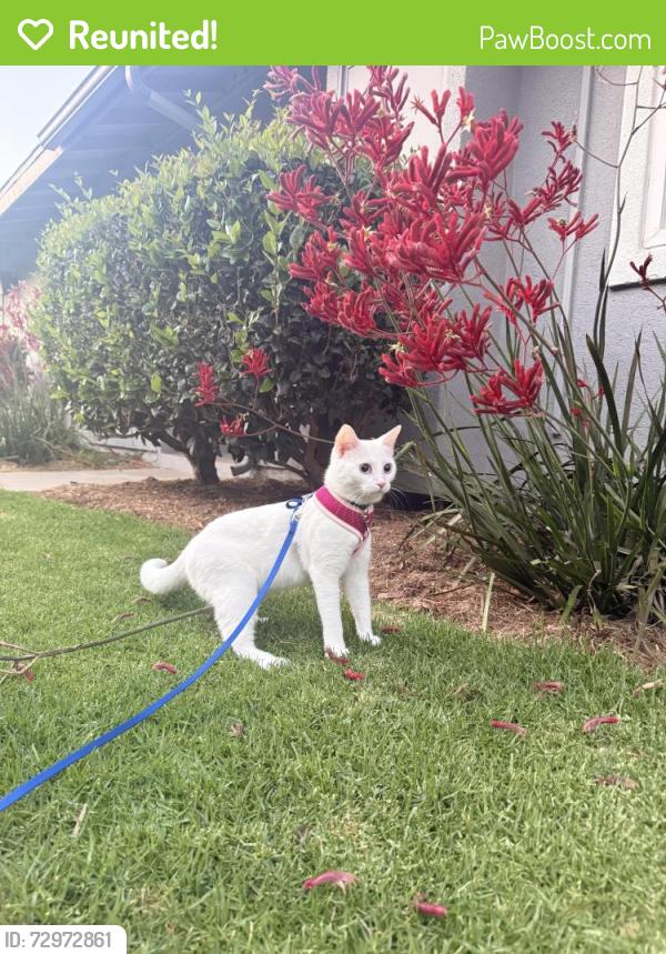 Reunited Female Cat last seen Harbor at Mesa Verde apmts , Costa Mesa, CA 92626