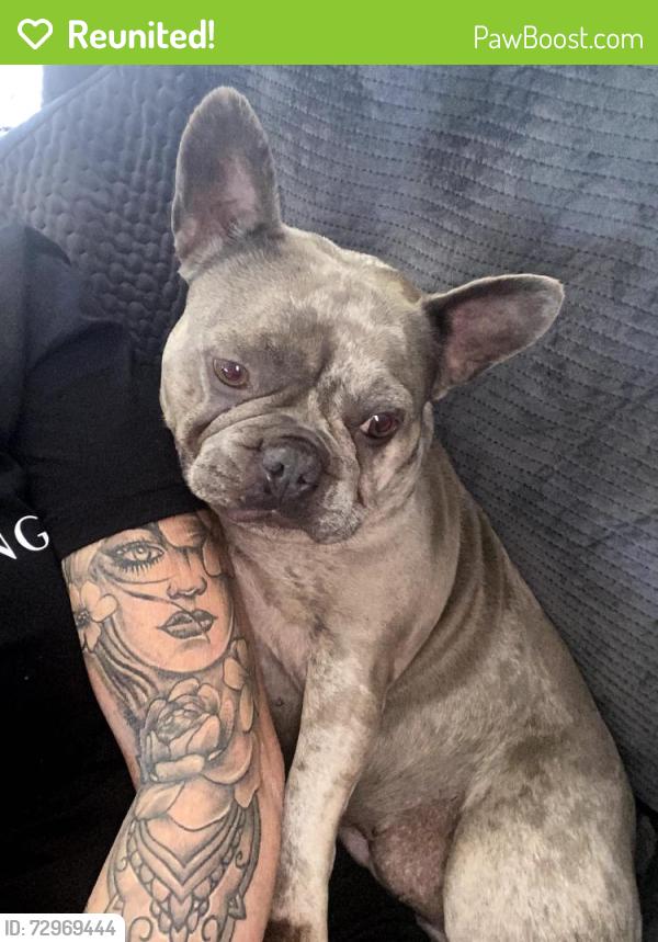 Reunited Female Dog last seen Worongary , Worongary, QLD 4213