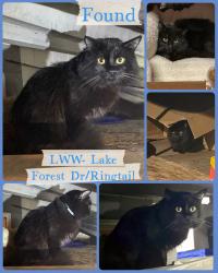 Found/Stray Male Cat last seen Lake wildwood dr, Penn Valley, CA 95946