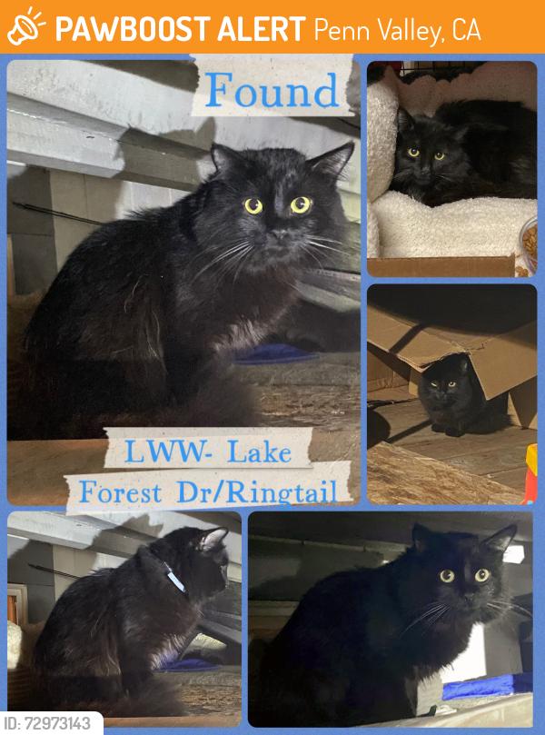 Found/Stray Male Cat last seen Lake wildwood dr, Penn Valley, CA 95946