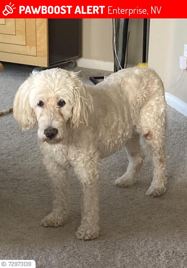 Lost Female Dog last seen Livermore Valley Ave/El Capitain  Mountains Edge-Via Valencia, Enterprise, NV 89178
