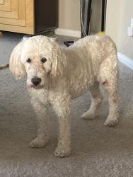 Lost Female Dog last seen Livermore Valley Ave/El Capitain  Mountains Edge-Via Valencia, Enterprise, NV 89178