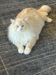 Reunited Male Cat last seen Paseo Delicias and La Granada RSF, Rancho Santa Fe, CA 92091