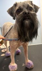 Reunited Female Dog last seen Near Hart Ave, West Sacramento, CA 95691, USA, West Sacramento, CA 95691