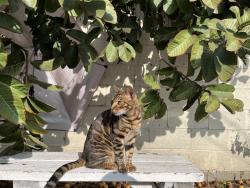 Reunited Male Cat last seen Near Marbella ave, Carson, CA 90745