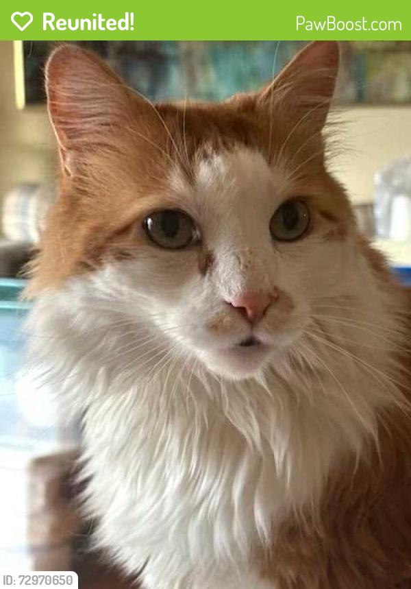 Reunited Male Cat last seen Heritage Drive between Greenmeadow and Greenbriar, Lancaster, NY 14086
