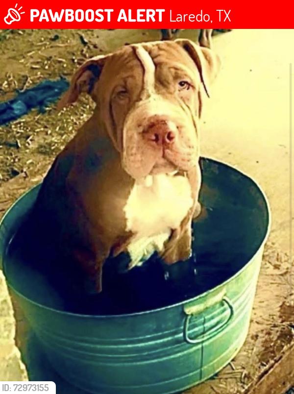 Lost Male Dog last seen Guatemozin street , Laredo, TX 78043