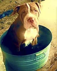 Lost Male Dog last seen Guatemozin street, Laredo, TX 78043
