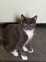 Lost Female Cat last seen In our backyard at 39 Cold Springs Road. , Carlisle, PA 17015