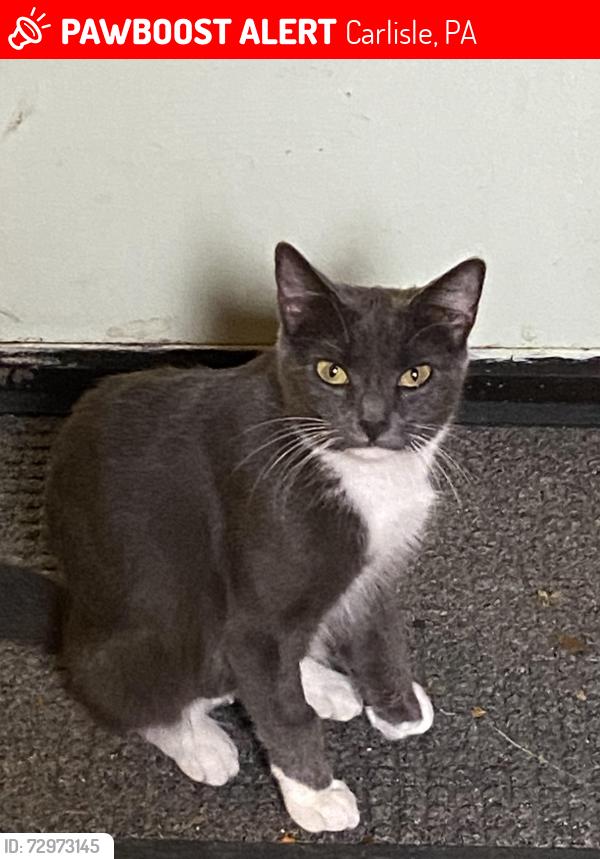 Lost Female Cat last seen In our backyard at 39 Cold Springs Road. , Carlisle, PA 17015
