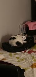Lost Female Cat last seen Cabrini street , Point Cook, VIC 3030