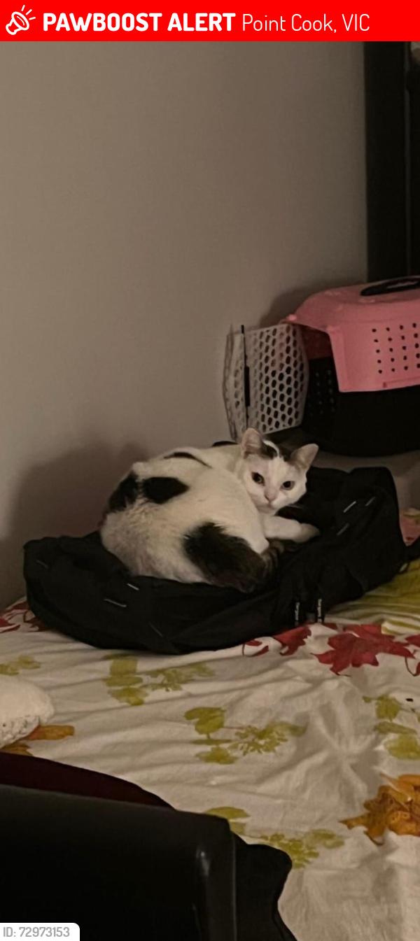 Lost Female Cat last seen Cabrini street , Point Cook, VIC 3030