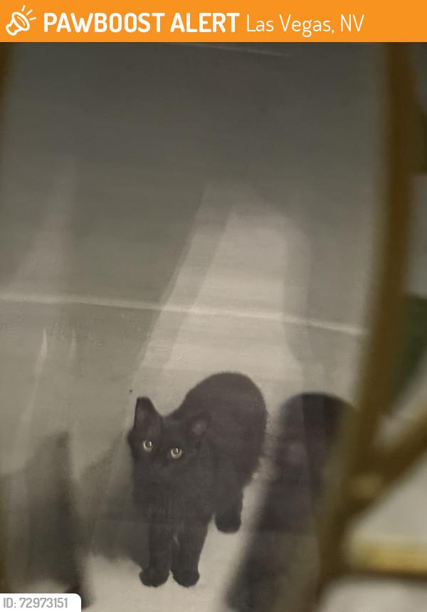 Found/Stray Unknown Cat last seen Rainbow and LakeMead , Las Vegas, NV 89108