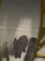 Found/Stray Unknown Cat last seen Rainbow and LakeMead , Las Vegas, NV 89108