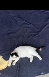 Reunited Female Cat last seen Pollock ranch park, Sacramento, CA 95823