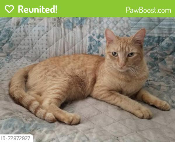 Reunited Female Cat last seen Atlantic Blvd & Sutton Lakes , Jacksonville, FL 32246