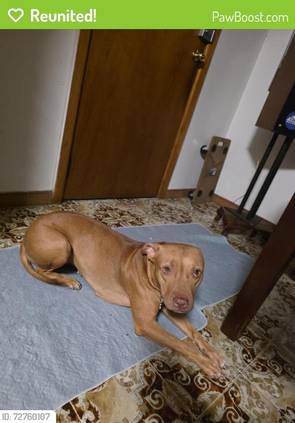 Reunited Female Dog last seen Near cardigan street, Stanmore, NSW 2050