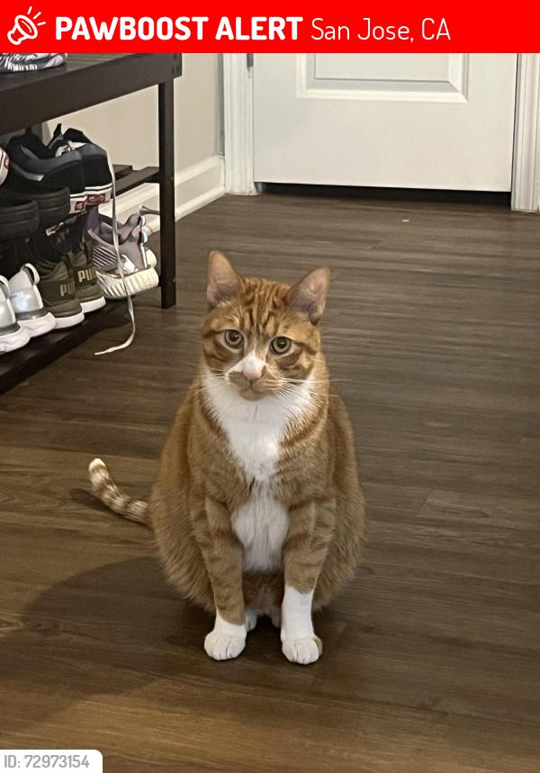 Lost Male Cat last seen Mayellen Ave and Menker Ave, San Jose, CA 95126