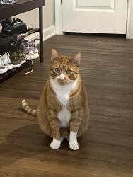 Lost Male Cat last seen Mayellen Ave and Menker Ave, San Jose, CA 95126