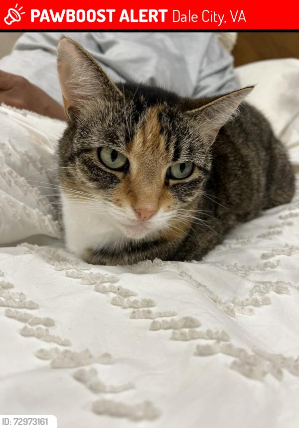 Lost Female Cat last seen Lashmere Court , Dale City, VA 22193