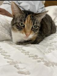 Lost Female Cat last seen Lashmere Court , Dale City, VA 22193