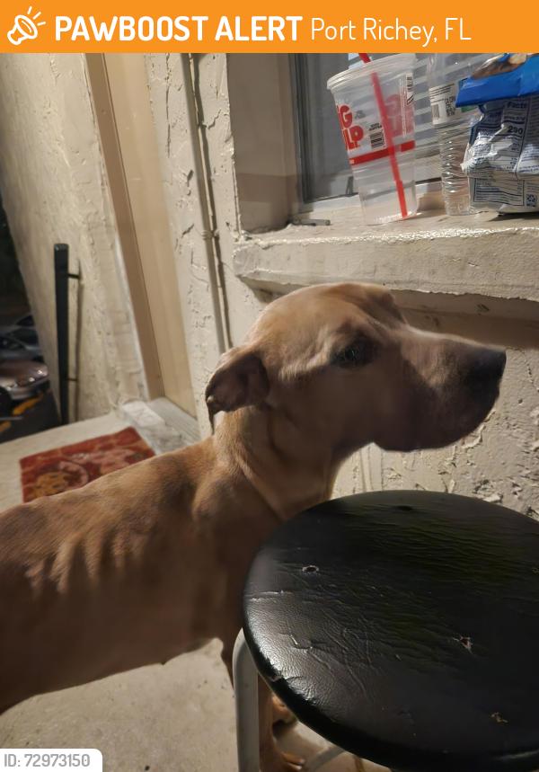 Found/Stray Male Dog last seen Armature Lake apmts, Port Richey, FL 34668