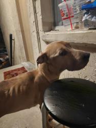 Found/Stray Male Dog last seen Armature Lake apmts, Port Richey, FL 34668