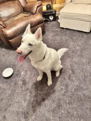 Reunited Male Dog last seen Washington and 78th, Thornton, CO 80229