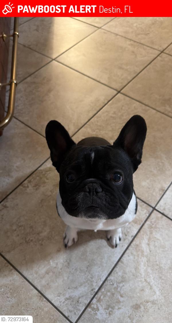 Lost Male Dog last seen Overstreet Dr, Destin, FL 32541