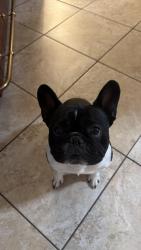 Lost Male Dog last seen Overstreet Dr, Destin, FL 32541