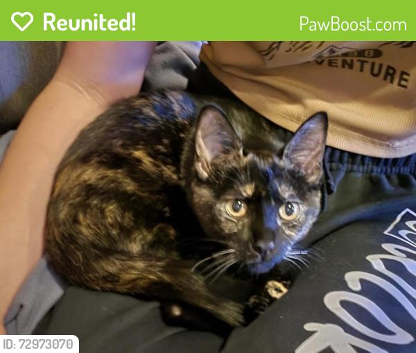 Reunited Female Cat last seen Near Wild Berry Ln, Saratoga, CA 95070, USA, Saratoga, CA 95070