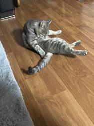 Lost Male Cat last seen Albany and great neck , North Amityville, NY 11701