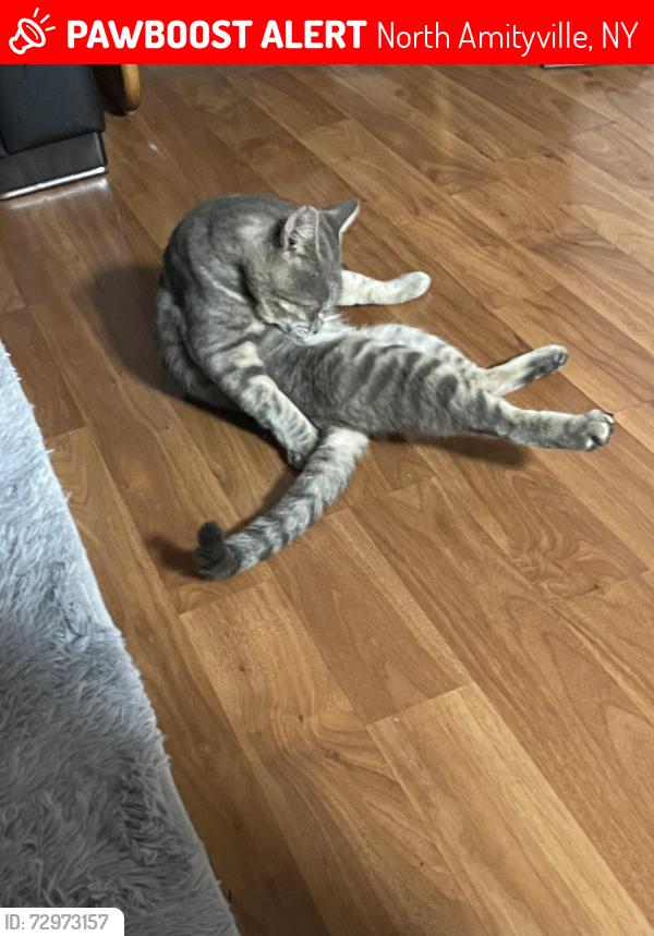 Lost Male Cat last seen Albany and great neck , North Amityville, NY 11701