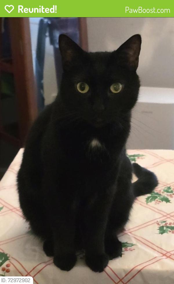 Reunited Male Cat last seen Whitney M Young Pre-K-8, East 177th St, Close to Jo Anne Park, Adlai E. Stevenson, Cleveland, OH 44128