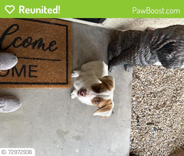 Reunited Male Dog last seen Meridian, Rialto, CA 92376