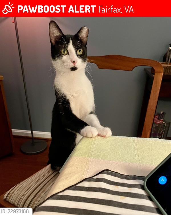 Lost Male Cat last seen Waples Mill Road and Government Center Parkway , Fairfax, VA 22030