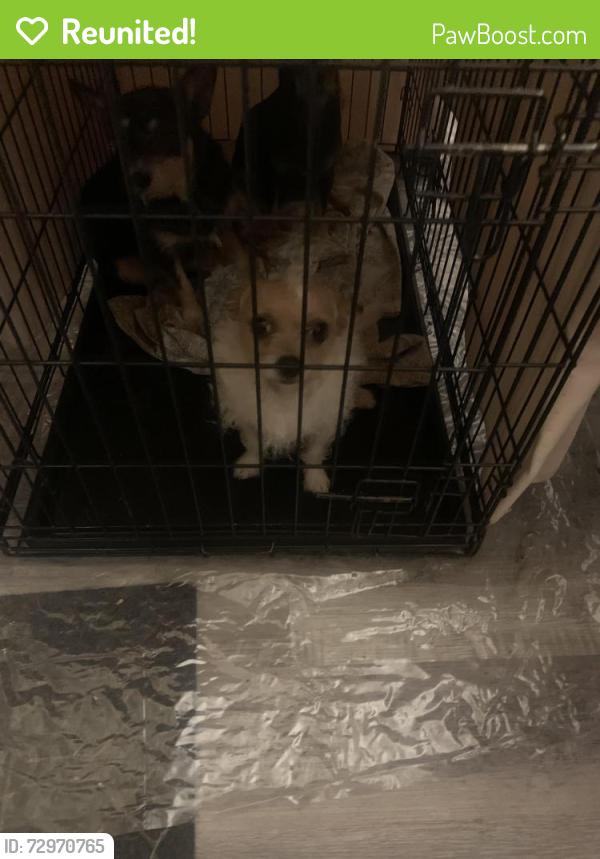 Reunited Male Dog last seen Candleglenn , San Antonio, TX 78244