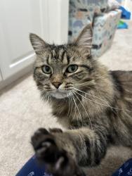 Reunited Male Cat last seen So Highland Ave and San Sevaine  - Adelina Community , Fontana, CA 92336