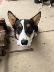 Reunited Male Dog last seen Near N 450 W , Santaquin, UT 84655