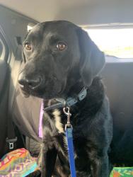 Lost Male Dog last seen Near North 13 St Herrin il, Herrin, IL 62948