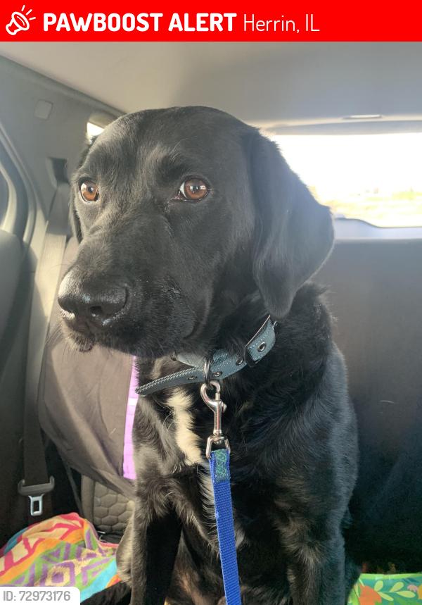 Lost Male Dog last seen Near North 13 St Herrin il, Herrin, IL 62948