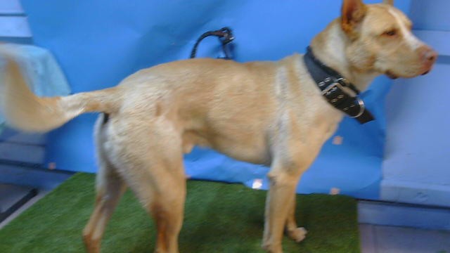 Shelter Stray Male Dog last seen , Gardena, CA 90248