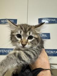 Shelter Stray Female Cat last seen TRAILSIDE WAY, Fremont, CA 94538