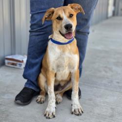 Shelter Stray Male Dog last seen W 17TH ST X N G ST, San Bernardino, CA 92401
