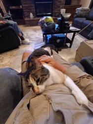 Reunited Female Cat last seen 190th & Clare rd, East of Gardner, Gardner, KS 66030