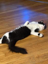 Found/Stray Female Cat last seen Wason ave , Nashua, NH 03060