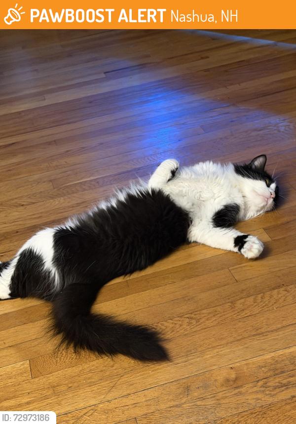 Found/Stray Female Cat last seen Wason ave , Nashua, NH 03060