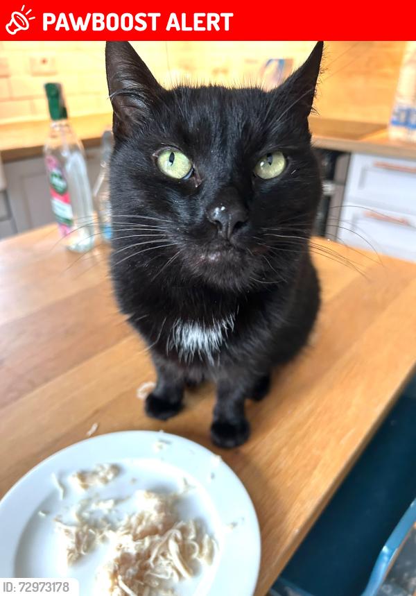 Lost Female Cat last seen South Belfast near kings hall , Finaghy, Northern Ireland BT10
