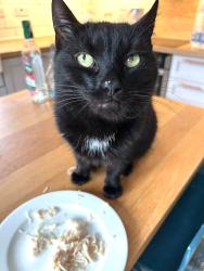 Lost Female Cat last seen South Belfast near kings hall , Finaghy, Northern Ireland BT10