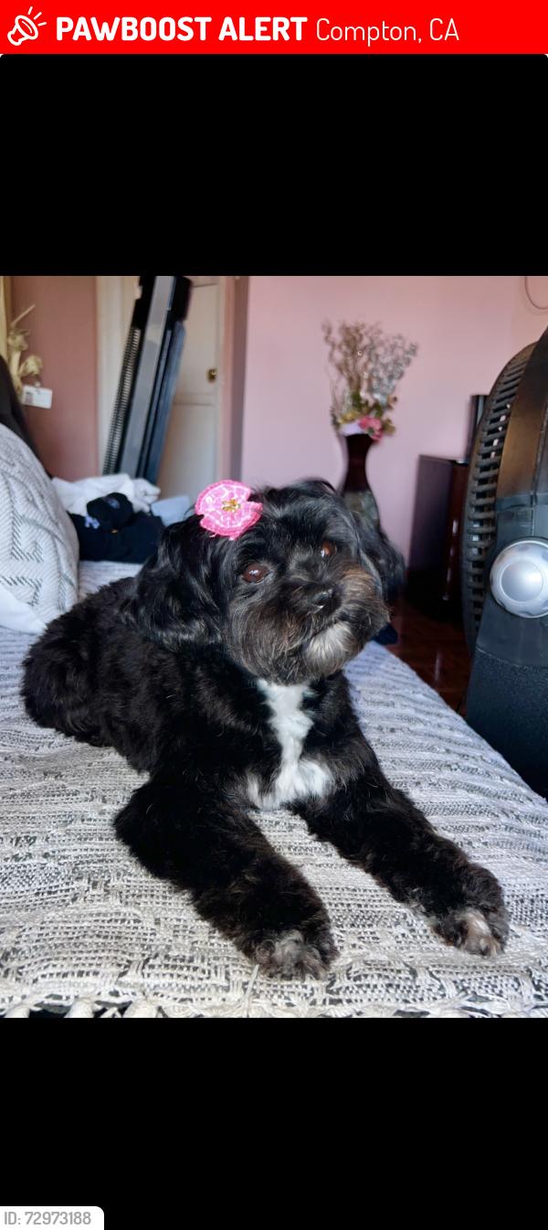 Lost Female Dog last seen Compton metro station , Compton, CA 90220